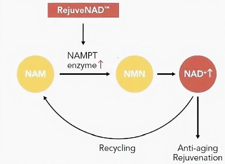 nad+ skin longevity